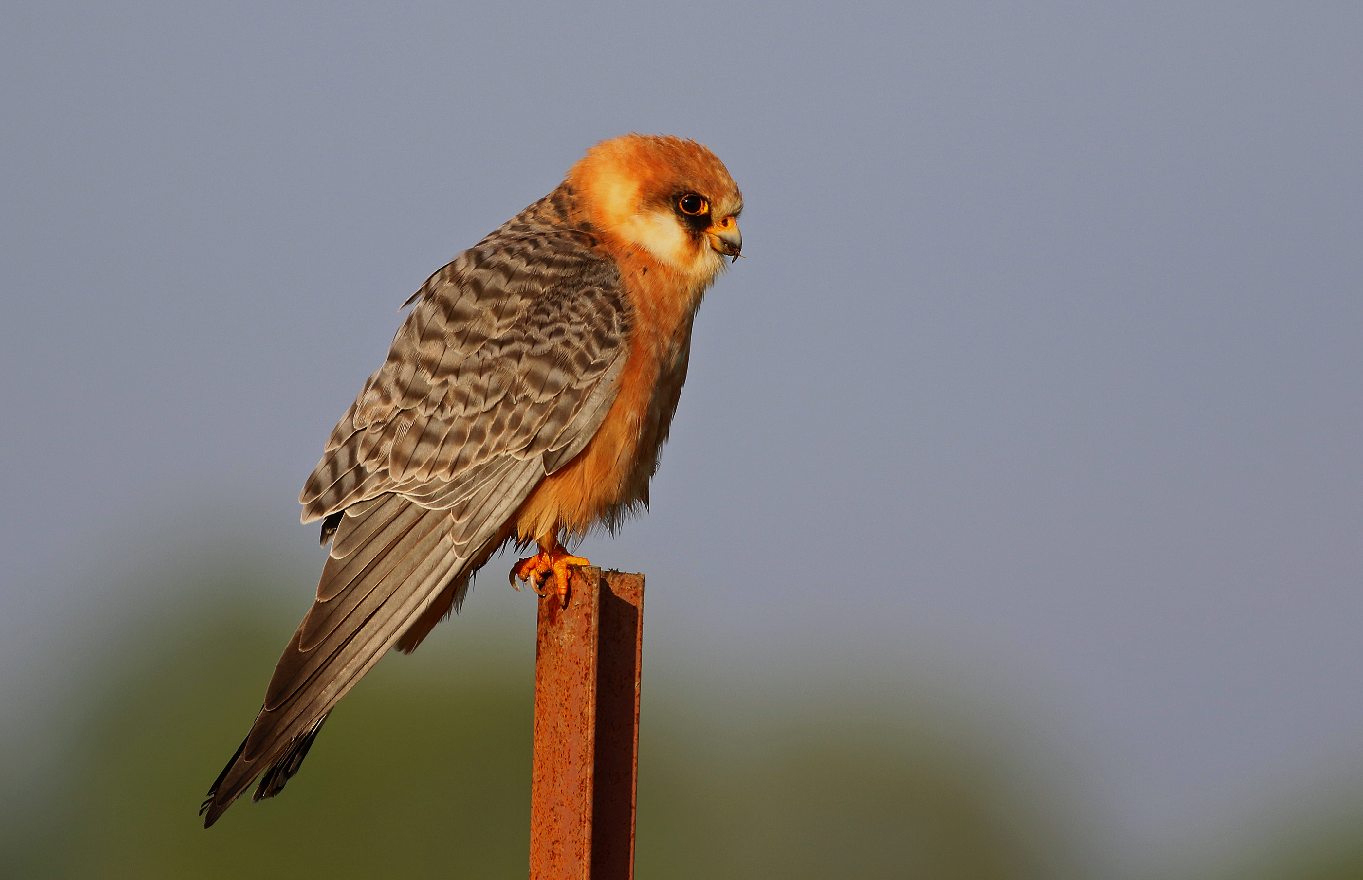 Red-footed Falcon